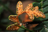 Paraceterach marantae Paraceterach marantae